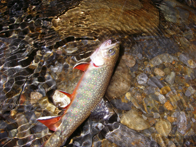 Oconaluftee River Watershed - Chasm Prong or the Bradley Fork Tributary - Fly  Fishing Smoky Mountains