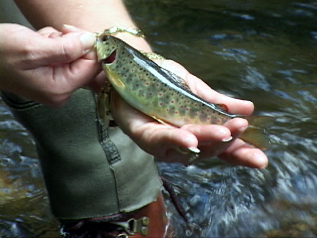 Forney Creek Watershed - Fly Fishing Smoky Mountains