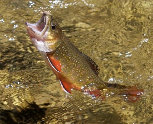 Fly Fishing Guide to Great Smoky Mountains National Park