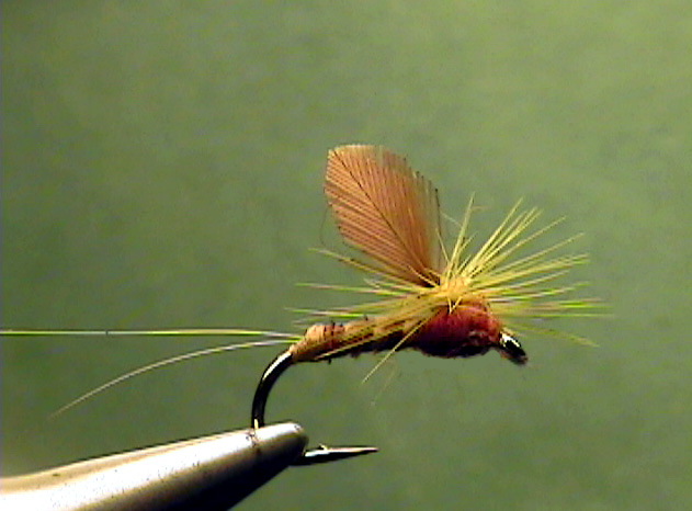 Great Smoky Mountains Hatch Chart for Fly Fishing