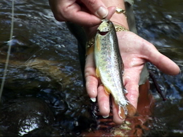 Learning to Crack the Code Trout Fishing in the Smokies or Where Ever